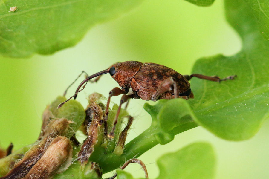 Curculionidae: Curculio glandium?