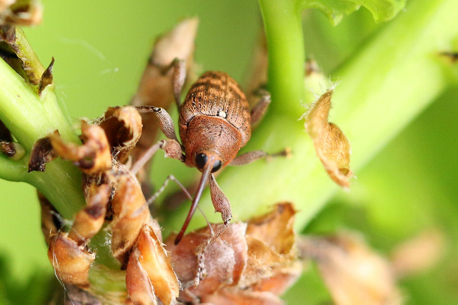 Curculionidae: Curculio glandium?