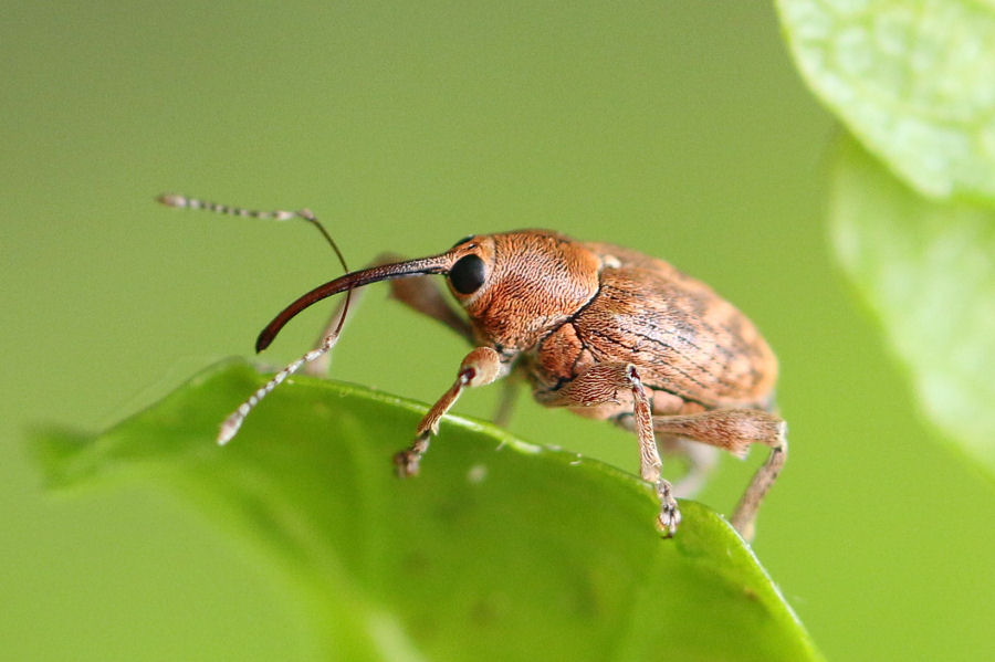 Curculionidae: Curculio glandium?