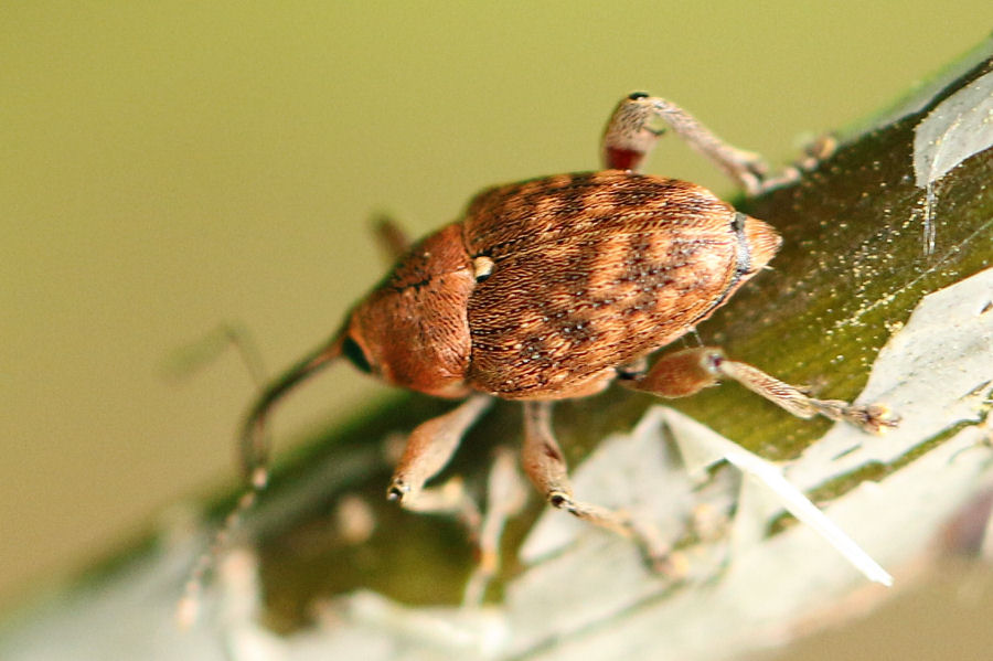 Curculionidae: Curculio glandium?