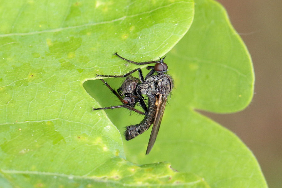 Empididae? S, maschio