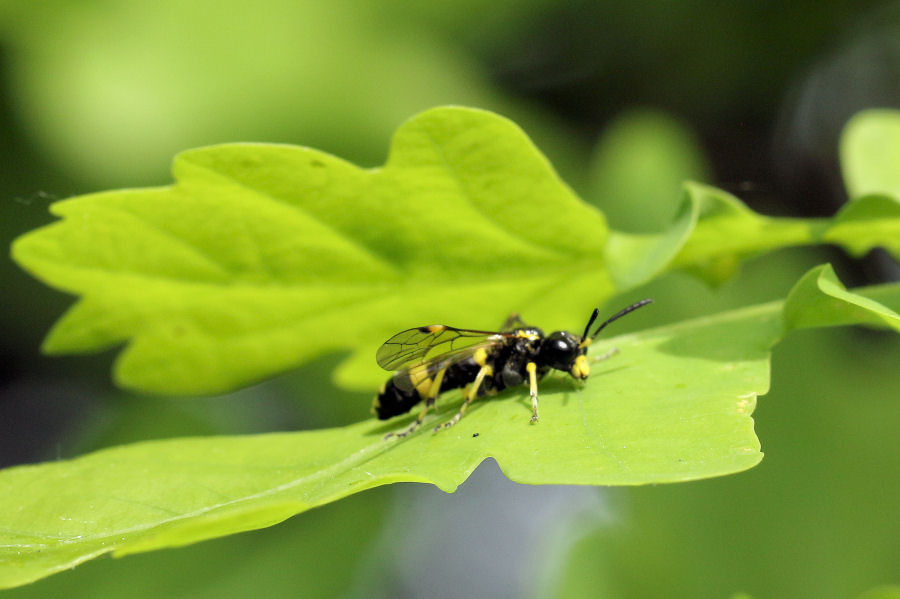 Tenthredo sp.? s, Tenthredo zonula