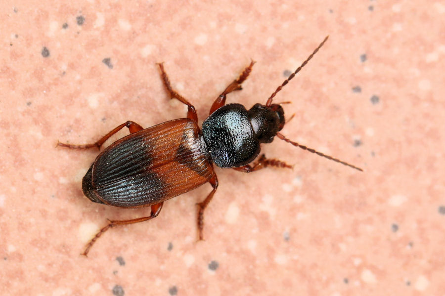 id. Carabidae: Gynandromorphus etruscus