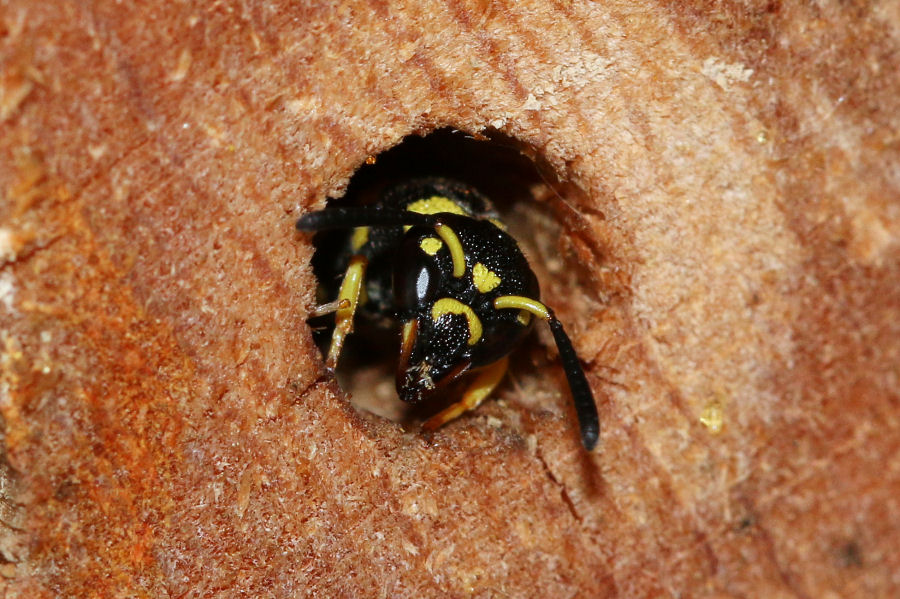 Vespidae Eumeninae: Tachyancistrocerus rhodensis