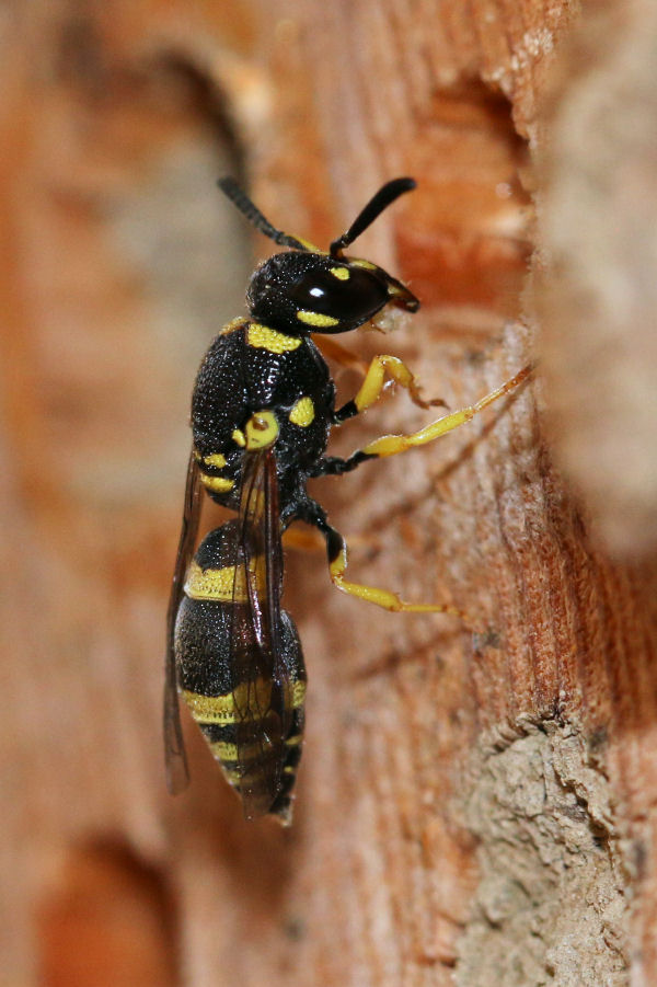 Vespidae Eumeninae: Tachyancistrocerus rhodensis