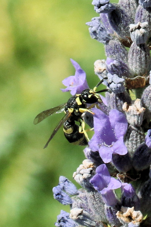 Vespidae Eumeninae: Tachyancistrocerus rhodensis