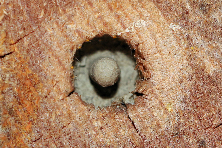 Vespidae Eumeninae: Tachyancistrocerus rhodensis