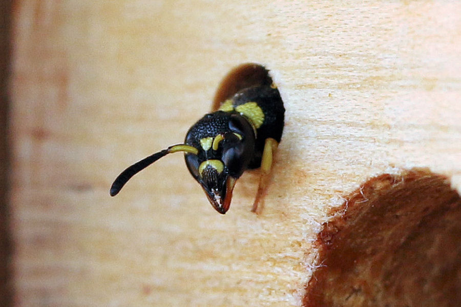 Vespidae Eumeninae: Tachyancistrocerus rhodensis