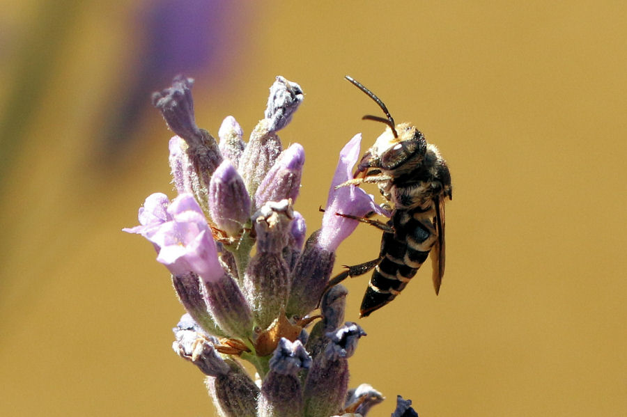 Apidae Megachilinae: Coelioxys sp., femmina