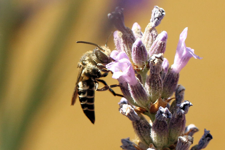 Apidae Megachilinae: Coelioxys sp., femmina