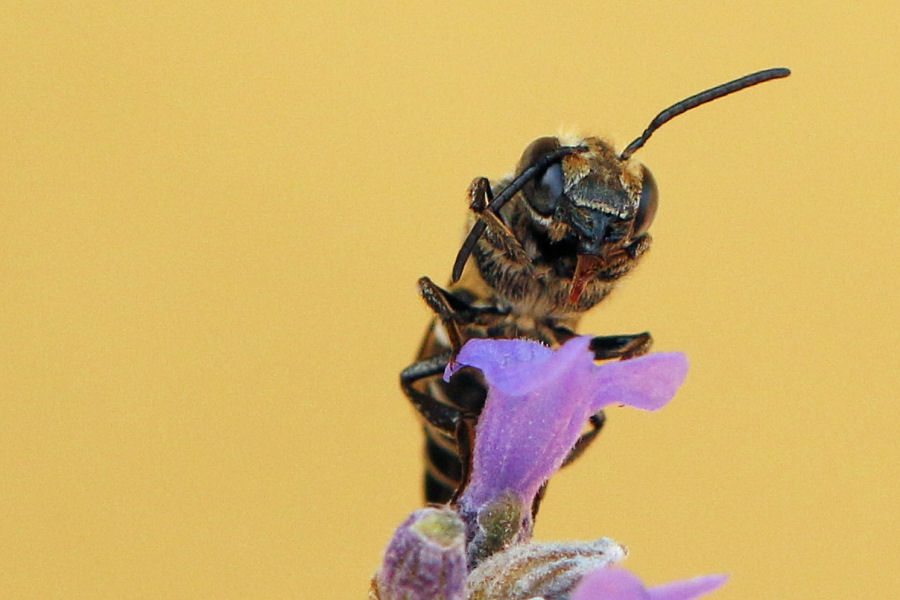Apidae Megachilinae: Coelioxys sp., femmina