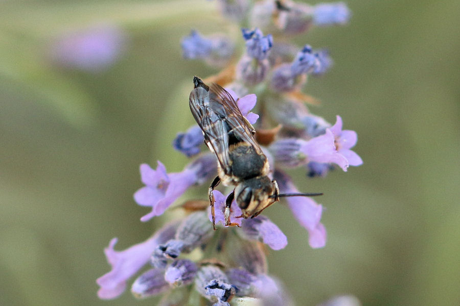 Apidae Megachilinae: Coelioxys sp., femmina