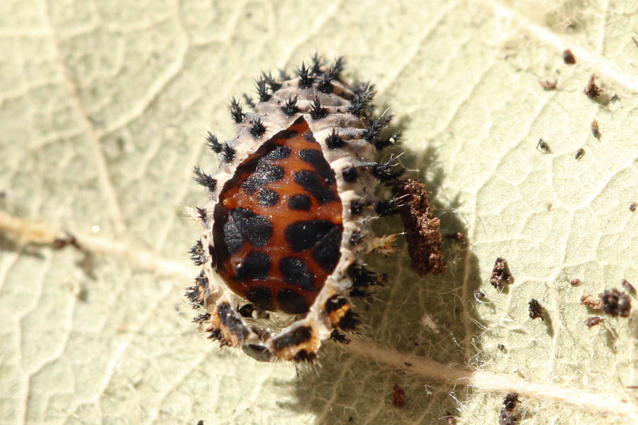 Larva di coccinella da id.