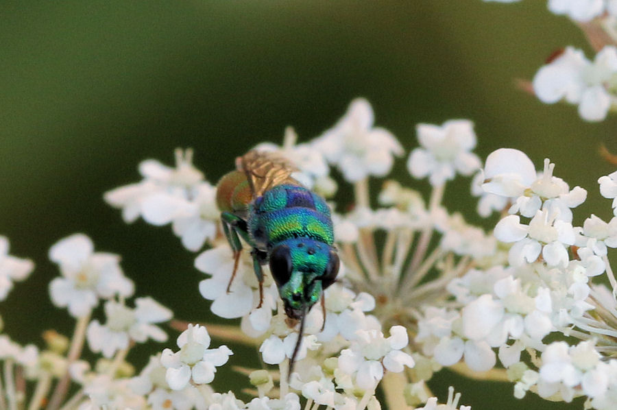 Chrysididae da id.: Chrysis marginata aliunda