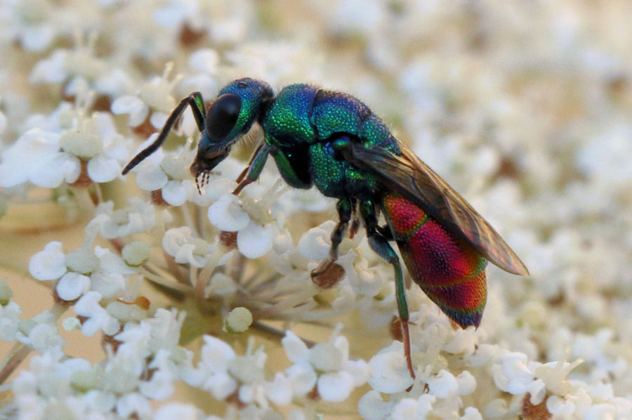 Chrysididae da id.: Chrysis marginata aliunda