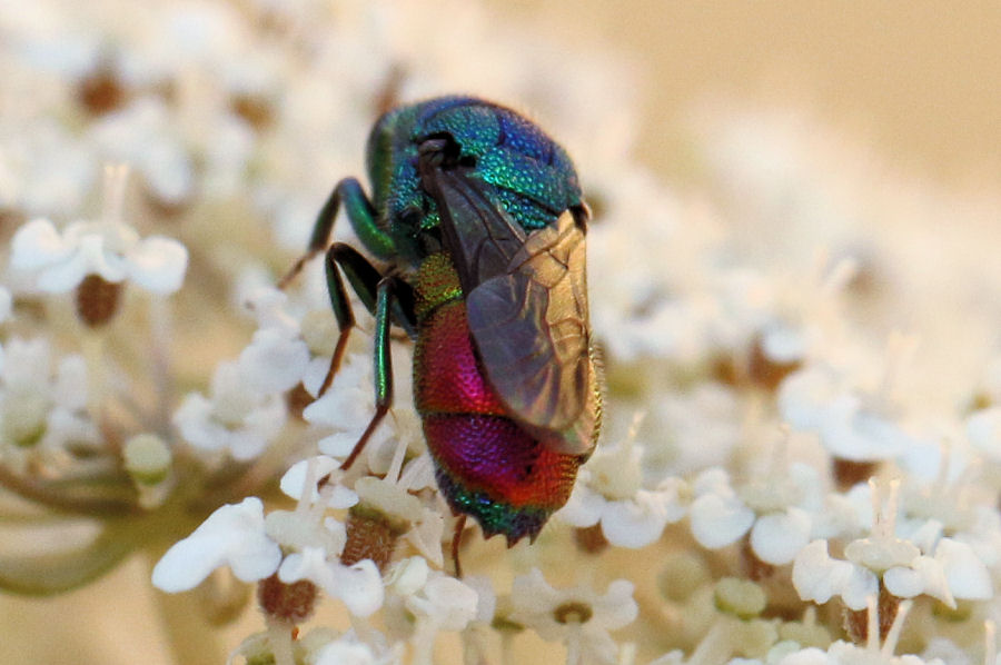 Chrysididae da id.: Chrysis marginata aliunda