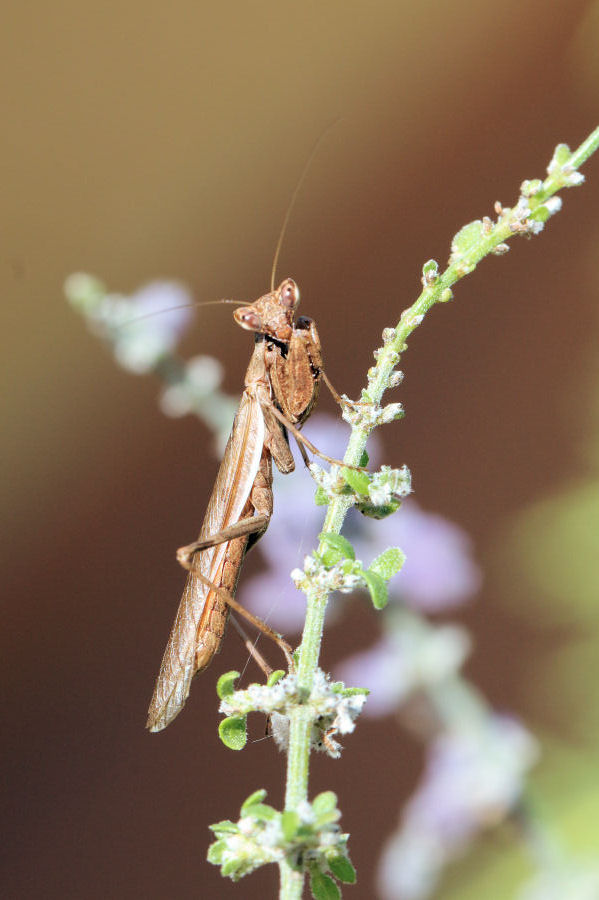 Ameles spallanzania