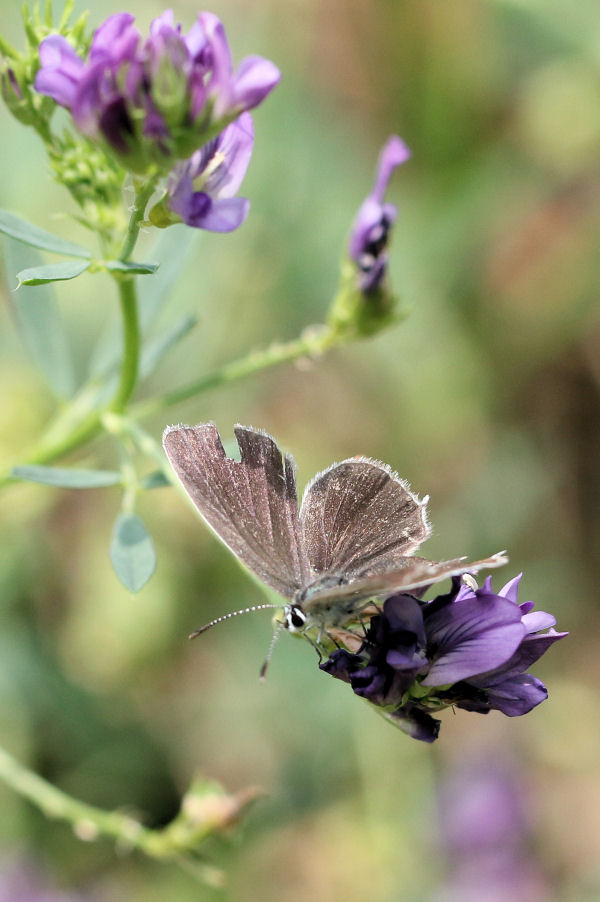 Lycaenidae: Cupido argiades e Cupido alcetas