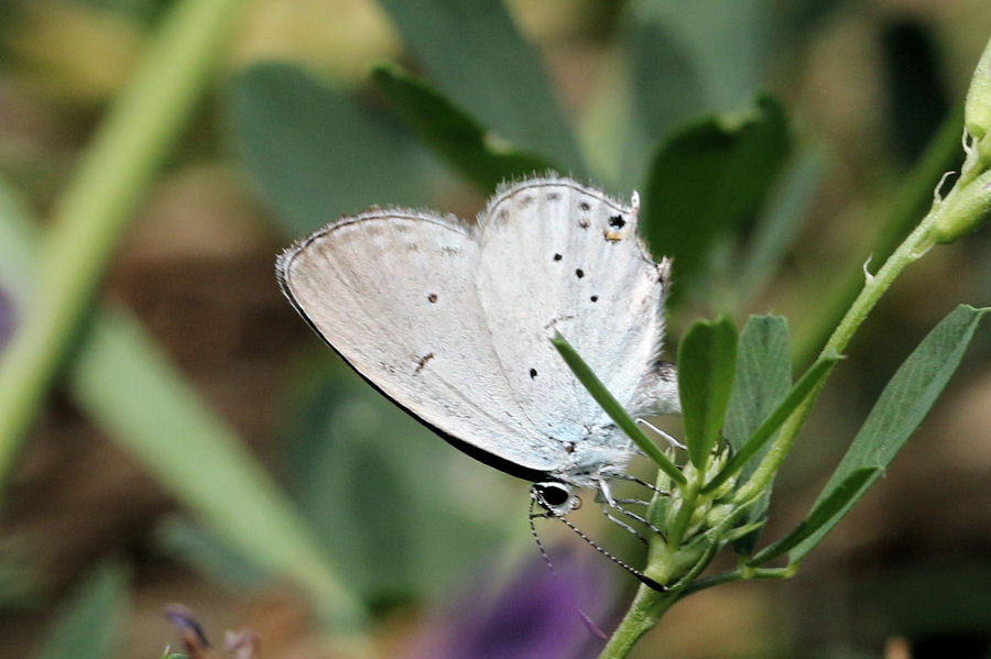 Lycaenidae: Cupido argiades e Cupido alcetas