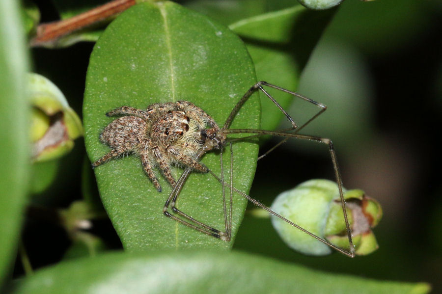 Philaeus chrysops che preda  Pholcidae - Castel Maggiore (BO)