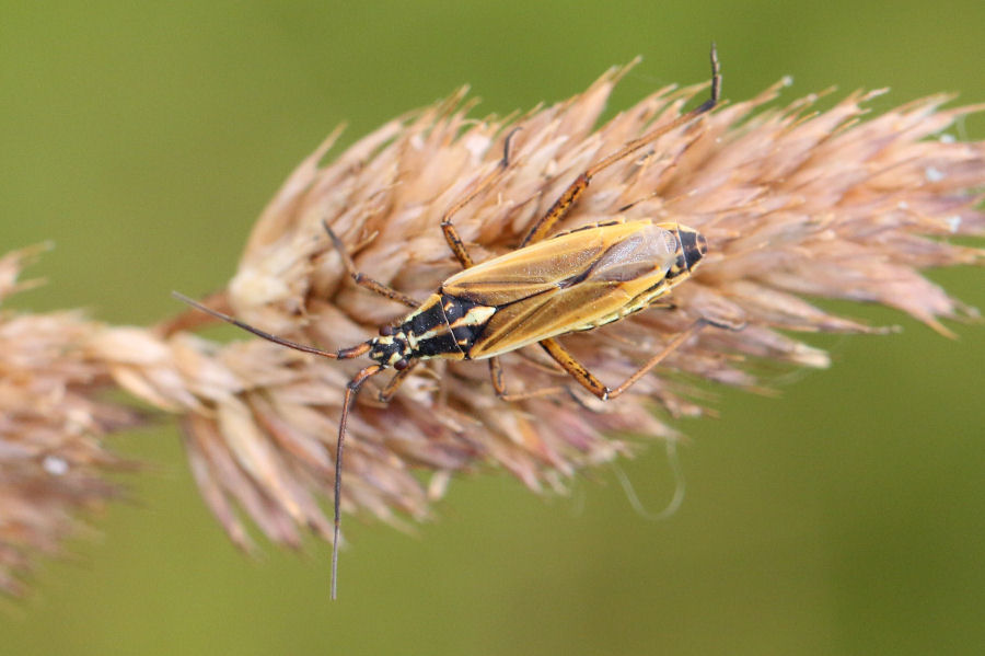 Miridae: Leptopterna dolabrata? S !