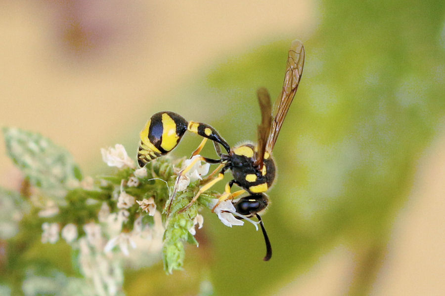 Vespidae Eumeninae: quale Eumenes?  Eumenes mediterraneus