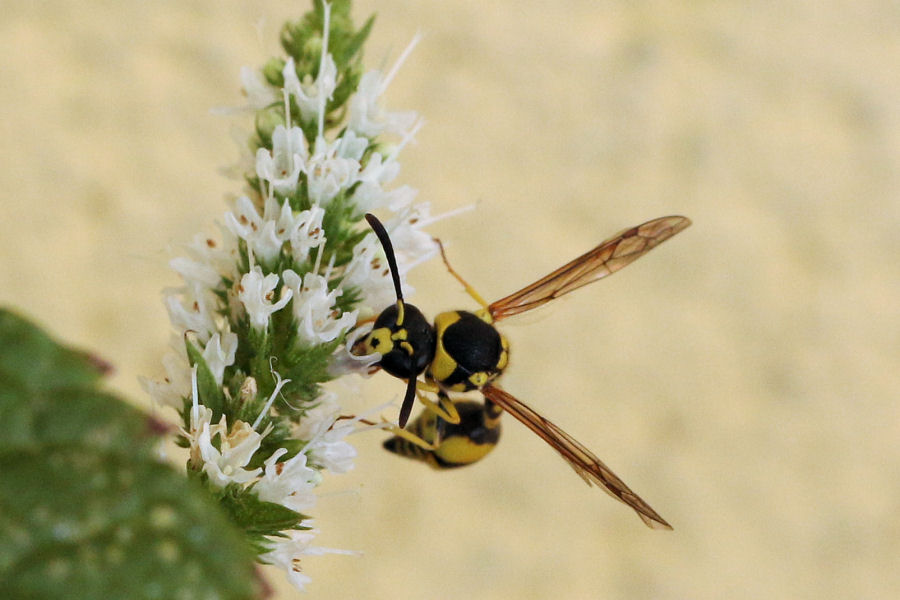 Vespidae Eumeninae: quale Eumenes?  Eumenes mediterraneus