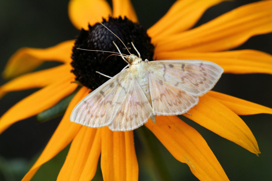 Crambidae: Pleuroptya ruralis