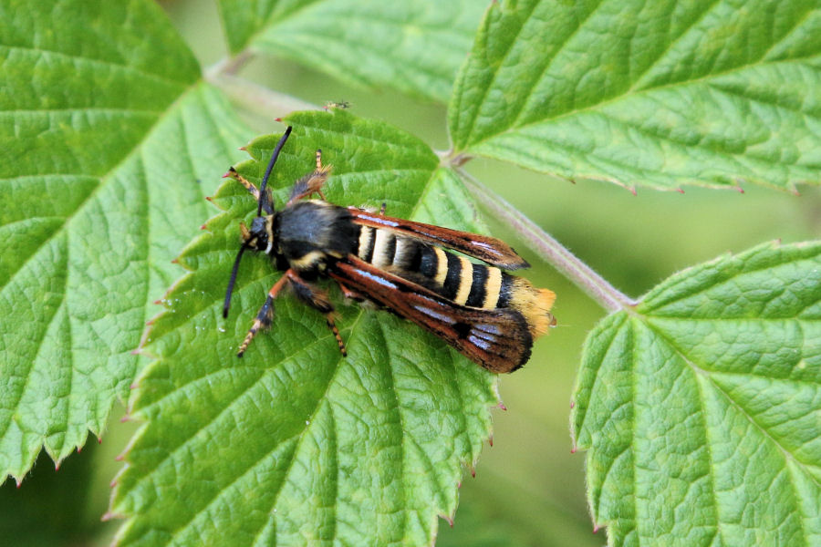 Sesiidae: Pennisetia hyaleiformis femmina ?  S !