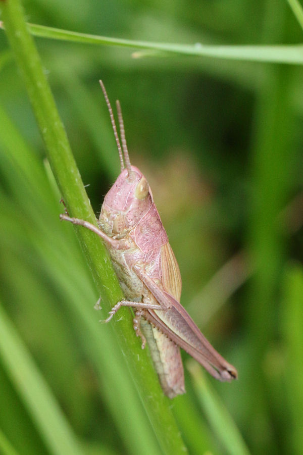 Acrididae dalla Svizzera:  Chrysochraon dispar dispar