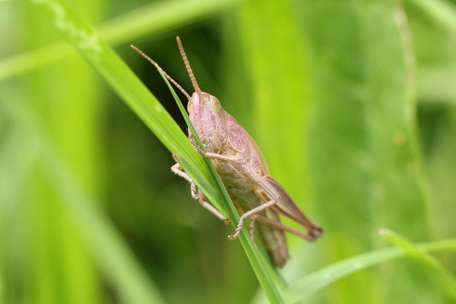 Acrididae dalla Svizzera:  Chrysochraon dispar dispar