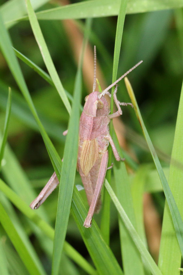 Acrididae dalla Svizzera:  Chrysochraon dispar dispar