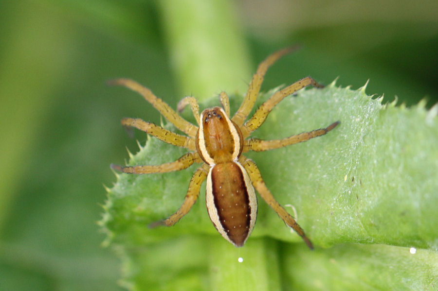 Pisauridae : Dolomedes sp.?  S - Grundbach (prealpi svizzere)