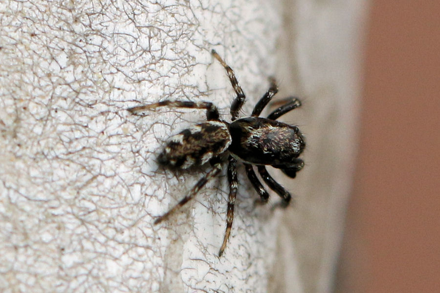 Salticidae: Salticus sp.