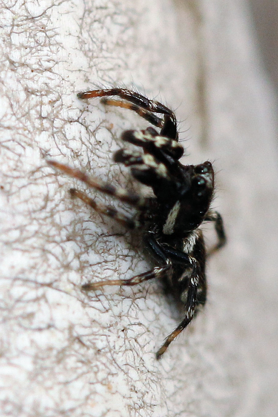 Salticidae: Salticus sp.