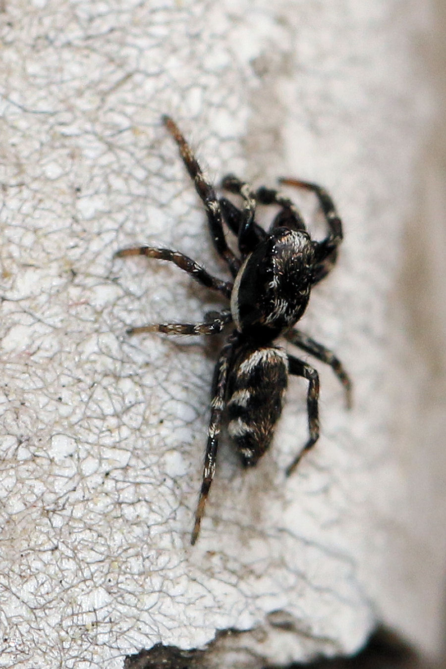 Salticidae: Salticus sp.