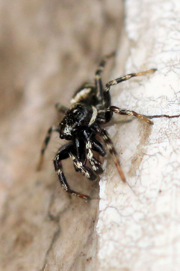 Salticidae: Salticus sp.