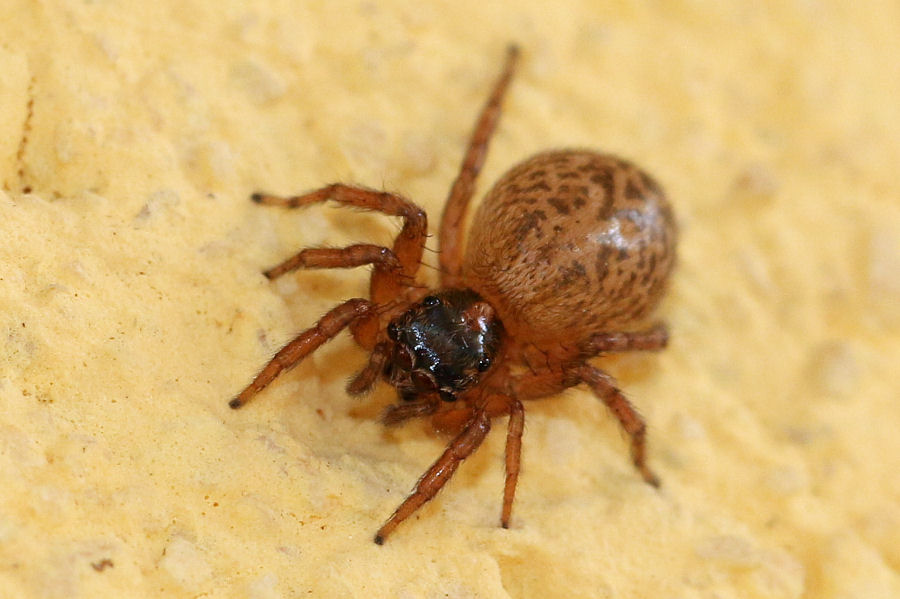 Salticidae: Saitis barbipes,  femmina - Castel Maggiore (BO)