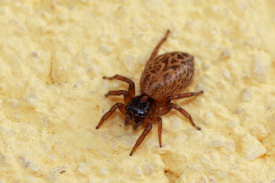 Salticidae: Saitis barbipes,  femmina - Castel Maggiore (BO)