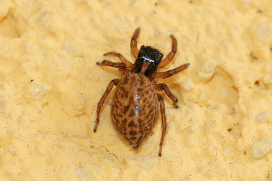 Salticidae: Saitis barbipes,  femmina - Castel Maggiore (BO)