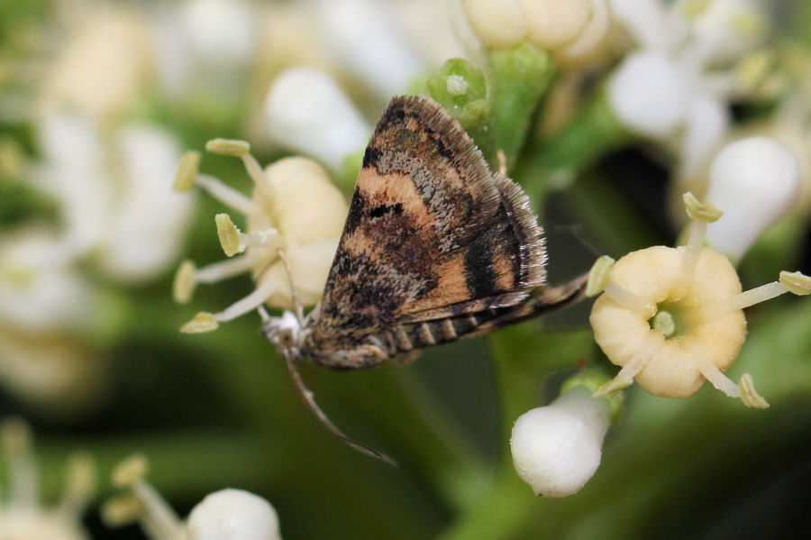 Crambidae: Aporodes floralis ?  S !