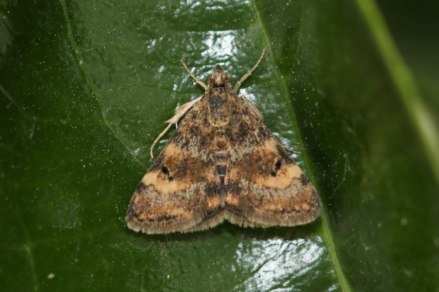 Crambidae: Aporodes floralis ?  S !