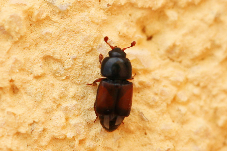 Nitidulidae: Urophorus rubripennis (cfr.)