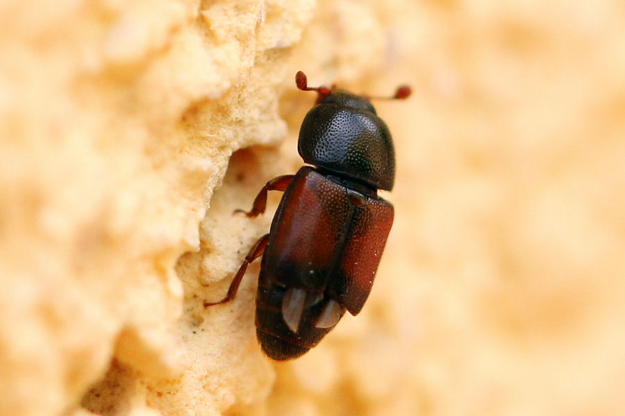 Nitidulidae: Urophorus rubripennis (cfr.)