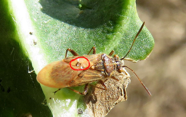 Da Creta:  un  Miridae?   No, Rhopalidae:   Liorhyssus hyalinus