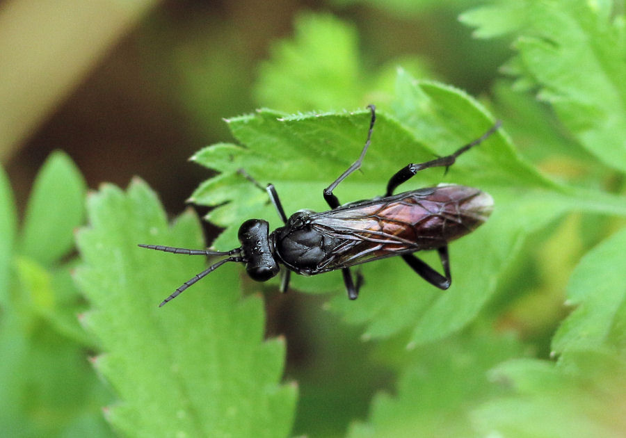 Tenthredinidae?  S, Macrophya annulata