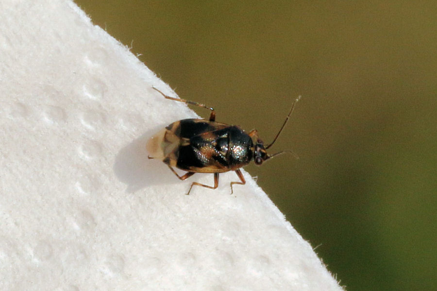 Miridae: Deraeocoris serenus