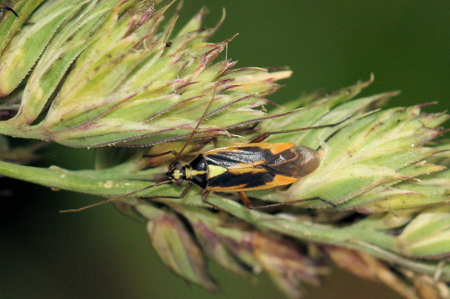 Miridae: Stenotus binotatus adulti e ninfa