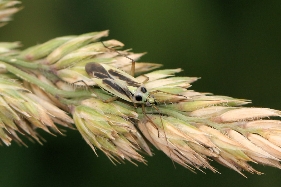 Miridae: Stenotus binotatus adulti e ninfa