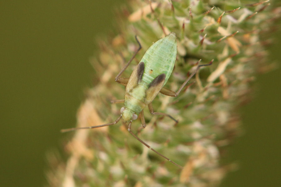 Miridae: Stenotus binotatus adulti e ninfa